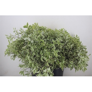 Pitto Nigra 150gr P Bunch