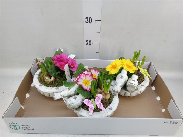 <h4>Arr. Tuinplanten L%</h4>