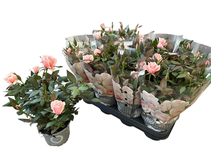 <h4>RO ROSAROMA PINK</h4>