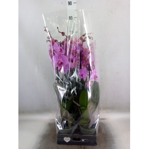 Phalaenopsis  'Ant Orlando'