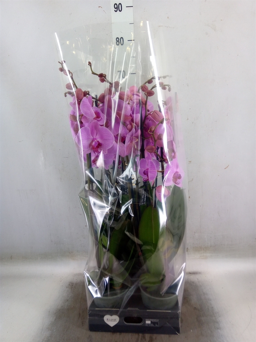<h4>Phalaenopsis  'Ant Orlando'</h4>