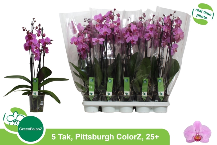 <h4>PHAL OV ROZE</h4>