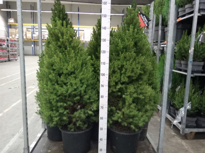 <h4>Picea glauca 'Conica'</h4>