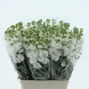 Matth Iron White