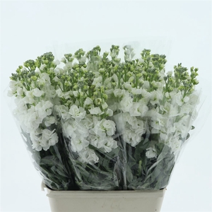 Matth Incana Iron White