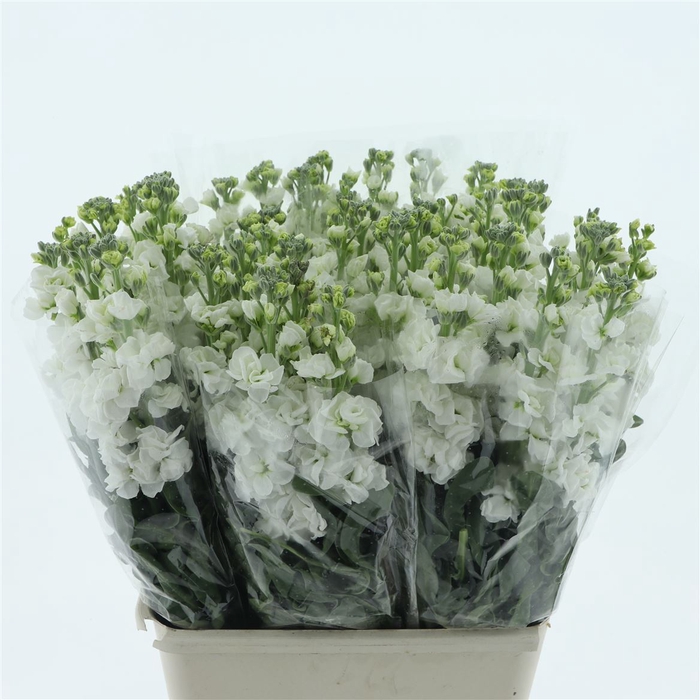 Matth Iron White