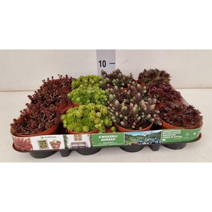 Sedum   ...