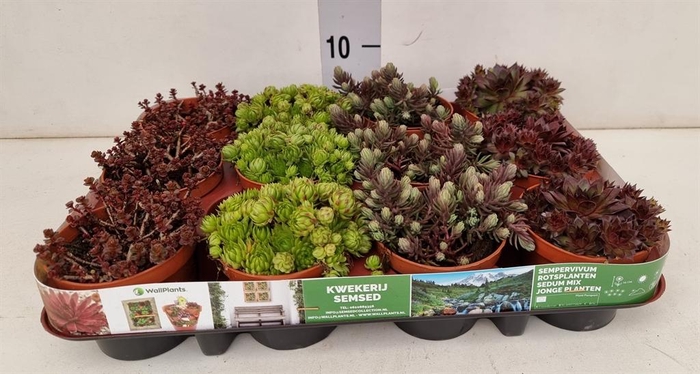 <h4>Sedum   ...</h4>