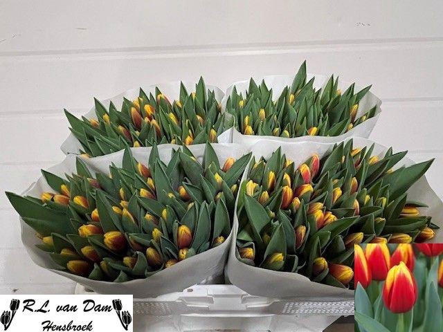 <h4>TU EN ANDRE CITROEN</h4>