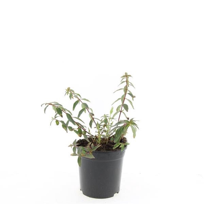 Hypericum x moserianum Tricolor