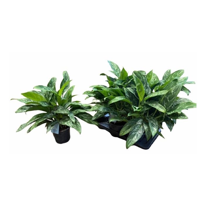 <h4>AGLAO GREEN LADY</h4>