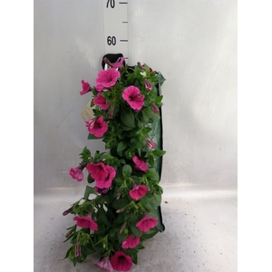 Petunia  'Surfinia'   ...