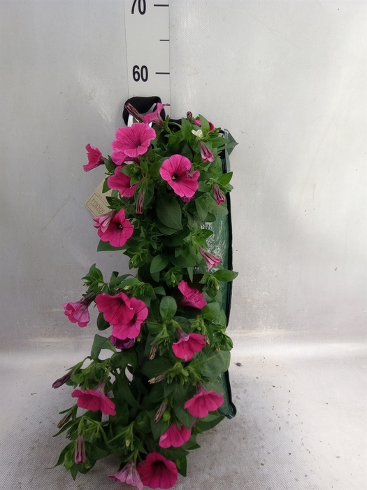 <h4>Petunia  'Surfinia'   ...</h4>