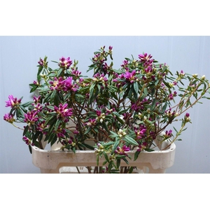 Rhodo Ostara P Stem 80 90cm