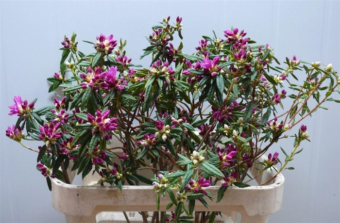 <h4>Rhodo Ostara P Stem 80 90cm</h4>