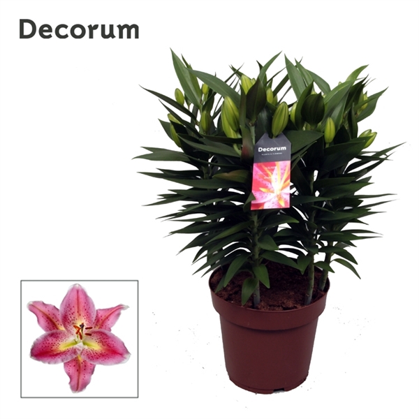 <h4>Lilium Or Reeleeze 19cm</h4>