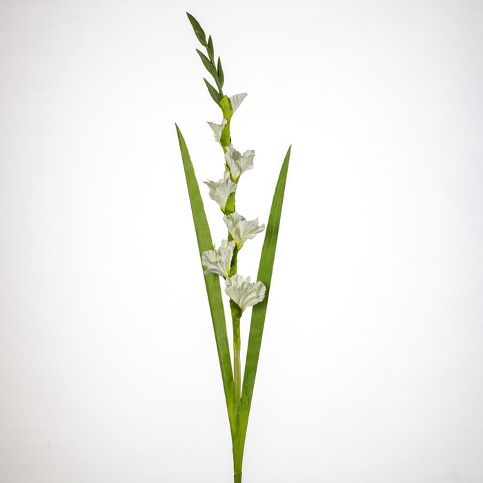 <h4>AF Gladiolus x5 L118cm white</h4>