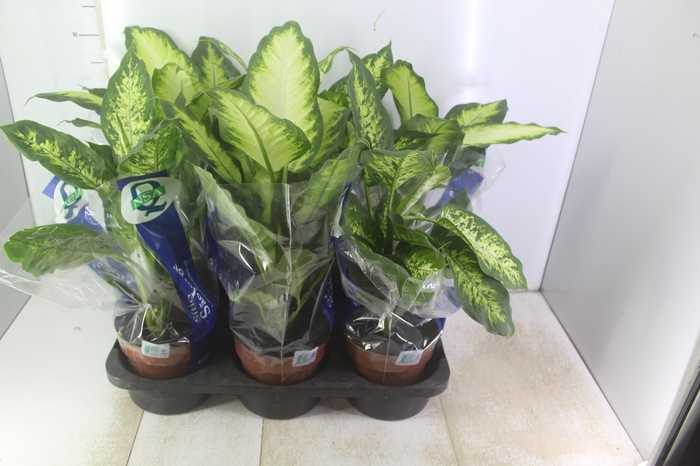 <h4>DIEFFENBACHIA VARIADO P17</h4>