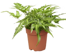 <h4>RUMOHRA ADIANTIFORMIS VARIEGATA P15</h4>