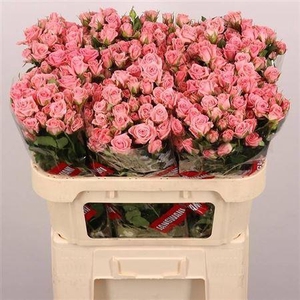 R Tr Odilia