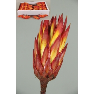 DF Protea Repens Red