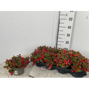 GAULTH PROCUMBENS