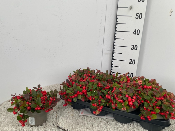 <h4>GAULTH PROCUMBENS</h4>