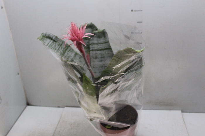 <h4>AECHMEA FASCIATA P17</h4>