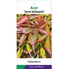 Acer palmatum Jerre Schwartz