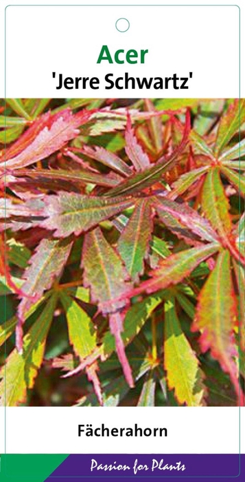 Acer palmatum Jerre Schwartz