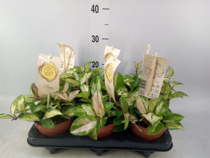 <h4>Hoya carnosa 'Tricolor'</h4>