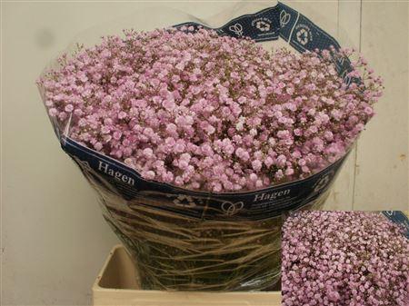 <h4>Gyps Pa My Pink</h4>