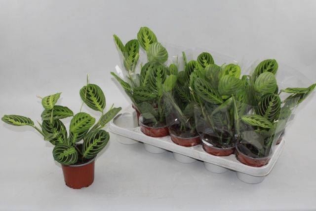 <h4>Maranta leuconeura Lemon</h4>