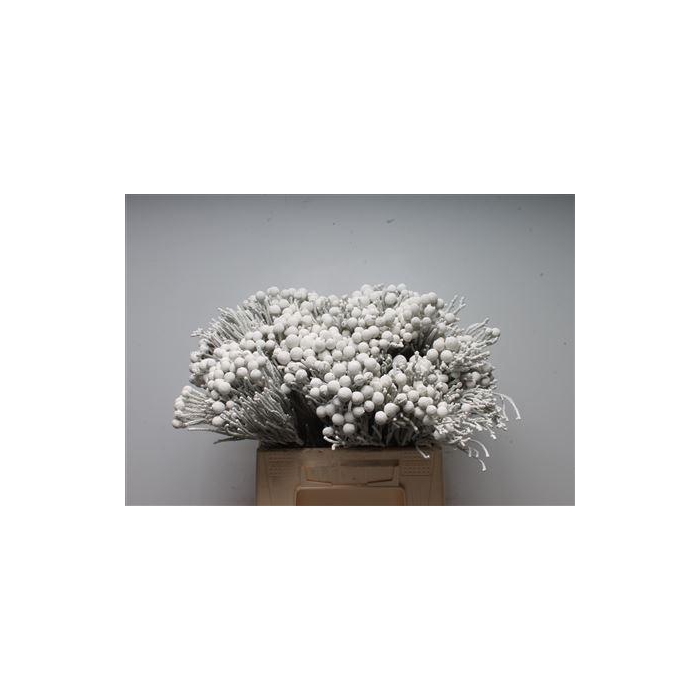 <h4>Kaaps Brunia Silver Wit</h4>