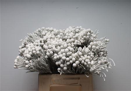 Kaaps Brunia Silver Wit