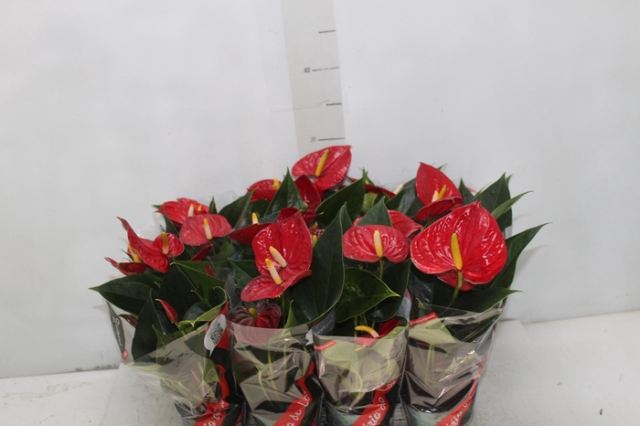 <h4>ANTHURIUM RED SUCCESS P09</h4>