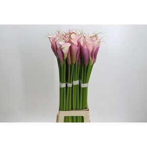 Zantedeschia Eydolls Purple Pink