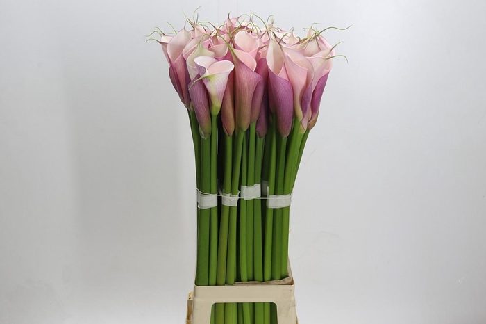 <h4>Zantedeschia Eydolls Purple Pink</h4>