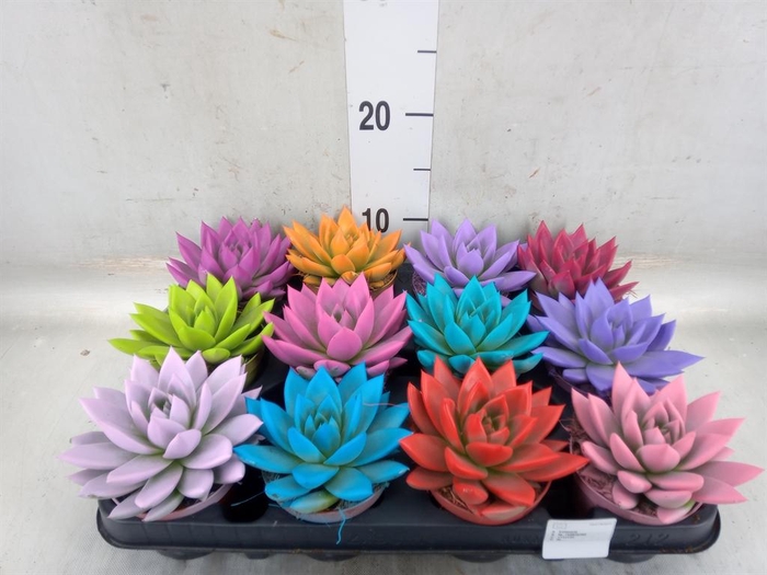 <h4>Echeveria  'Miranda'</h4>