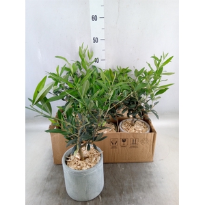 Arr.   Tuinplanten H%