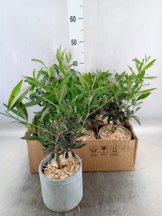 <h4>Arr.   Tuinplanten H%</h4>