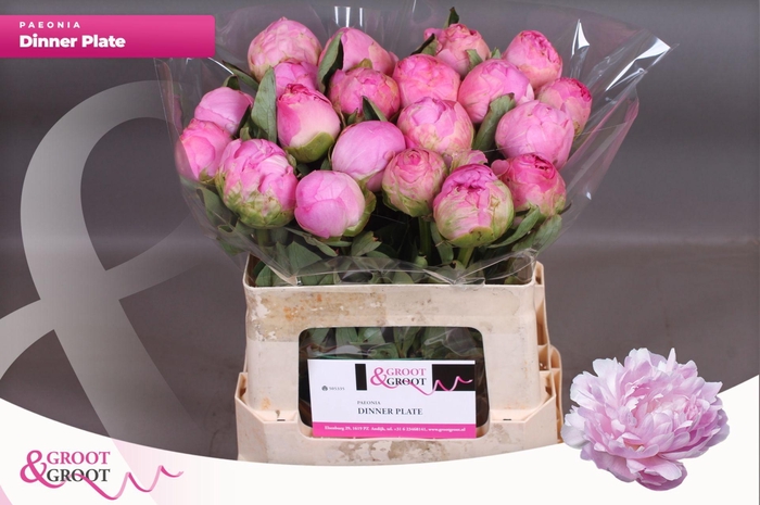 <h4>Paeonia Dinner Plate | XXL</h4>