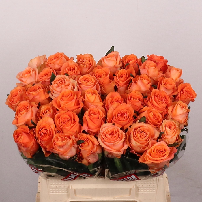 <h4>R GR ON FIRE</h4>