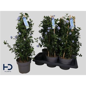 Cean Th Repens Outdoor