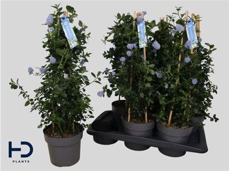 <h4>Cean Th Repens Outdoor</h4>