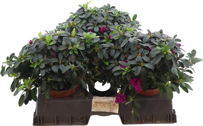 <h4>Rhodo Si Flamenco</h4>