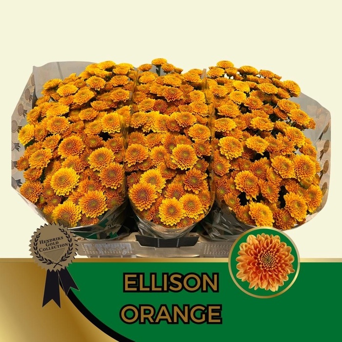 <h4>CHR SAN ELLISON ORAN</h4>