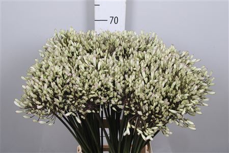 <h4>Agapanthus   ...</h4>