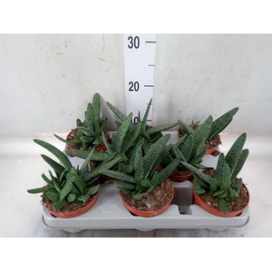 Gasteria carinata var. verrucosa