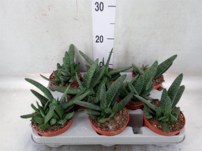 <h4>Gasteria carinata var. verrucosa</h4>